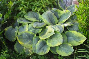Hosta de Siebold 'Frances Williams'