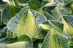 Hosta de Siebold 'Golden Meadows'