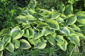 Hosta de Siebold 'Wide Brim'