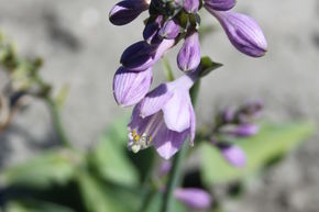 Hosta 'Blue Cadet'