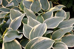 Hosta 'First Frost'
