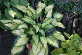 Hosta 'Pauls Glory'