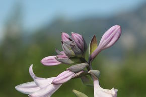Hosta 'Ground Master'
