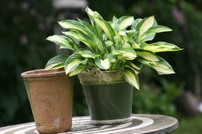 Hosta 'Gipsy Rose'