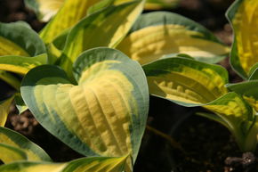 Hosta 'Orange Marmelade'