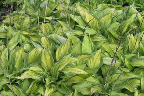 Hosta 'Albopicta'