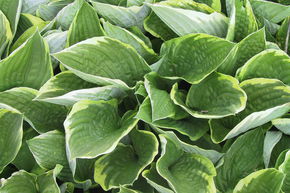 Hosta 'Aureomarginata'