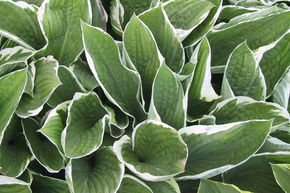 Hosta 'Francee'