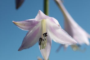 Hosta 'Hyacinthina'