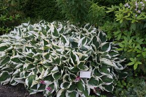 Hosta 'Patriot'