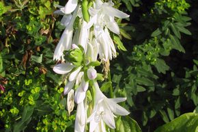 Hosta 'Royal Standard'
