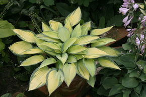 Hosta 'June�'
