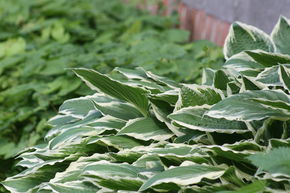 Hosta undulata 'Albomarginata'