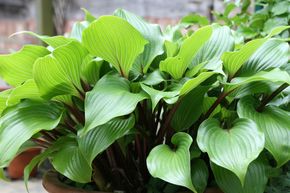 Hosta 'Red October'