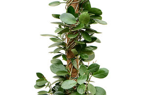 Hoya d'Australie