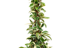 Fleur de porcelaine 'Krimson Queen'
