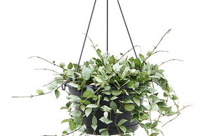 Hoya 'Eskimo'