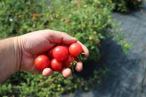 La tomate Humboldt, tomate sauvage 'Humboldtii'