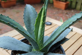 Agave centenaire
