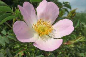 Eglantier, rose des haies