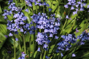Jacinthe des bois - bleue