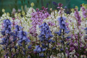 Jacinthe des bois - m�lange