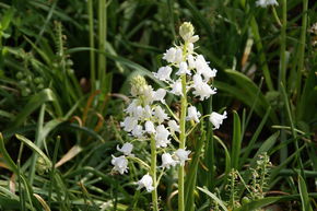 Jacinthe des bois 'Alba Maxima'