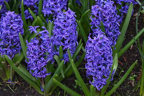 Jacinthe 'Blue Jacket'