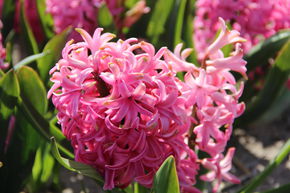 Jacinthe 'Pink Pearl'