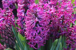 Jacinthe 'Woodstock'