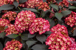 Hortensia 'Eclipse'