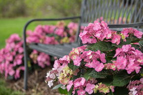 Hortensia Endless Summer� 'Pop Star�'