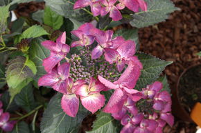 Hortensia violac�-rouge 'Dark Angel�'