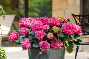 Hortensia Endless Summer� 'SummerLove' rose rouge