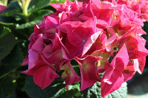 Hortensia 'Everbloom Red Wonder�'