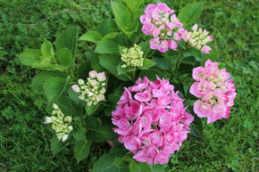 Hortensia 'Hovaria Hobergine�'