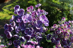 Hortensia 'Hovaria Hopcorn�'