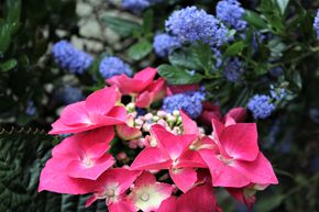 Hortensia 'Kardinal'