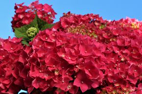 Hortensia 'Leuchtfeuer'