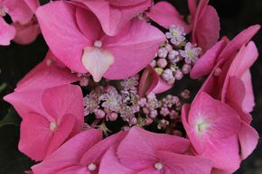 Hortensia 'Messalina'