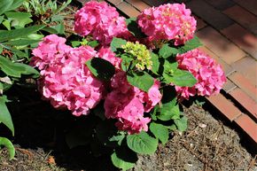 Hortensia 'Rosita'