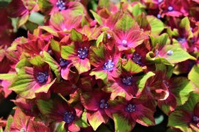 Hortensia 'Schloss Wackerbarth�'