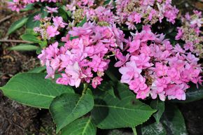 Hortensia 'You & Me Romance�'