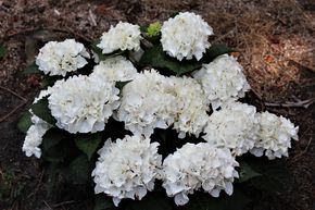 Hortensia 'Everbloom White Wonder�'