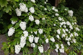 Hortensia, Hortensia � feuilles de ch�ne 'Alice'