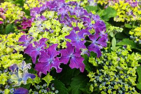 Hortensia, Hortensia � fleur 'Curly� Sparkle Blue Purple'