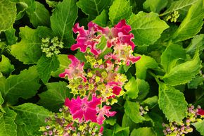 Hortensia, Hortensia � fleurs en plaques 'Curly� Sparkle Hot Pink'