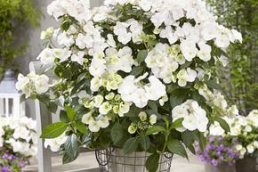 Hortensia � guirlande Runaway Bride� 'Snow White'
