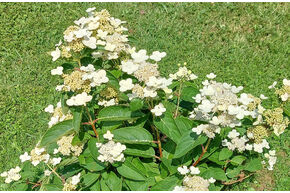 Hortensia, Hortensia en grappes 'Midlate Summer'