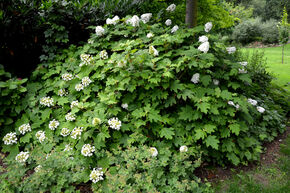 Hortensia � feuilles de ch�ne 'Snow Queen'